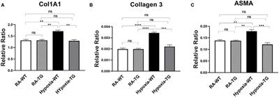 Extracellular Superoxide Dismutase (EC-SOD) Regulates Gene Methylation and Cardiac Fibrosis During Chronic Hypoxic Stress